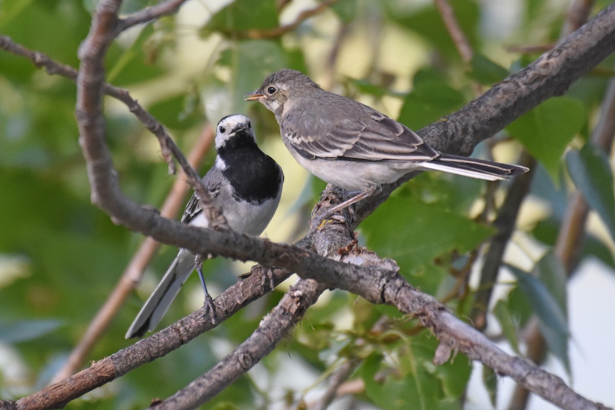 White Wagtail - ML657082766