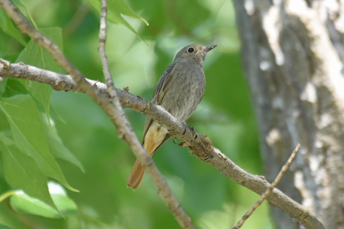 Black Redstart - ML657082789