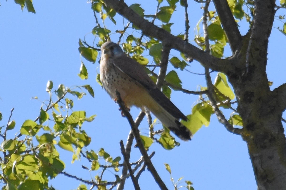 Eurasian Kestrel - ML657082806