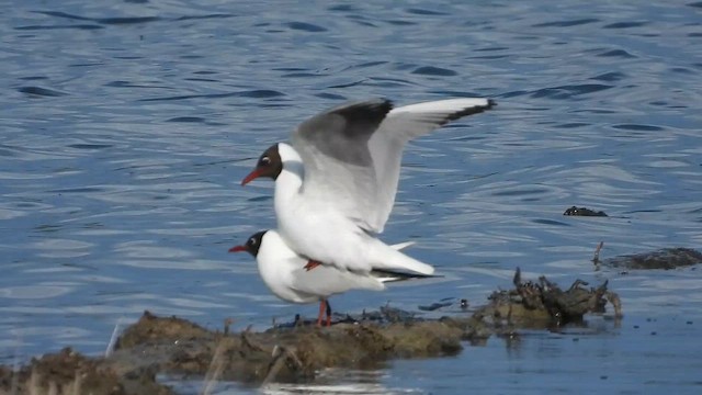 Black-headed Gull - ML657082813