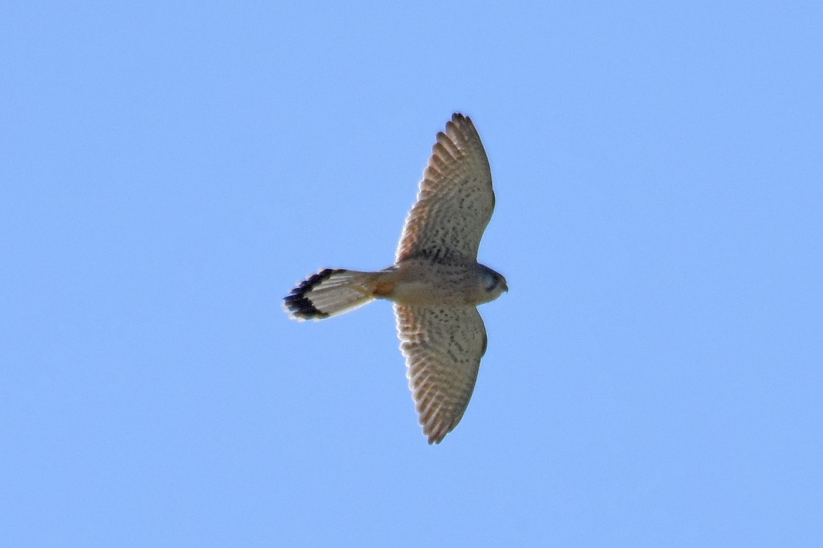 Eurasian Kestrel - ML657082826