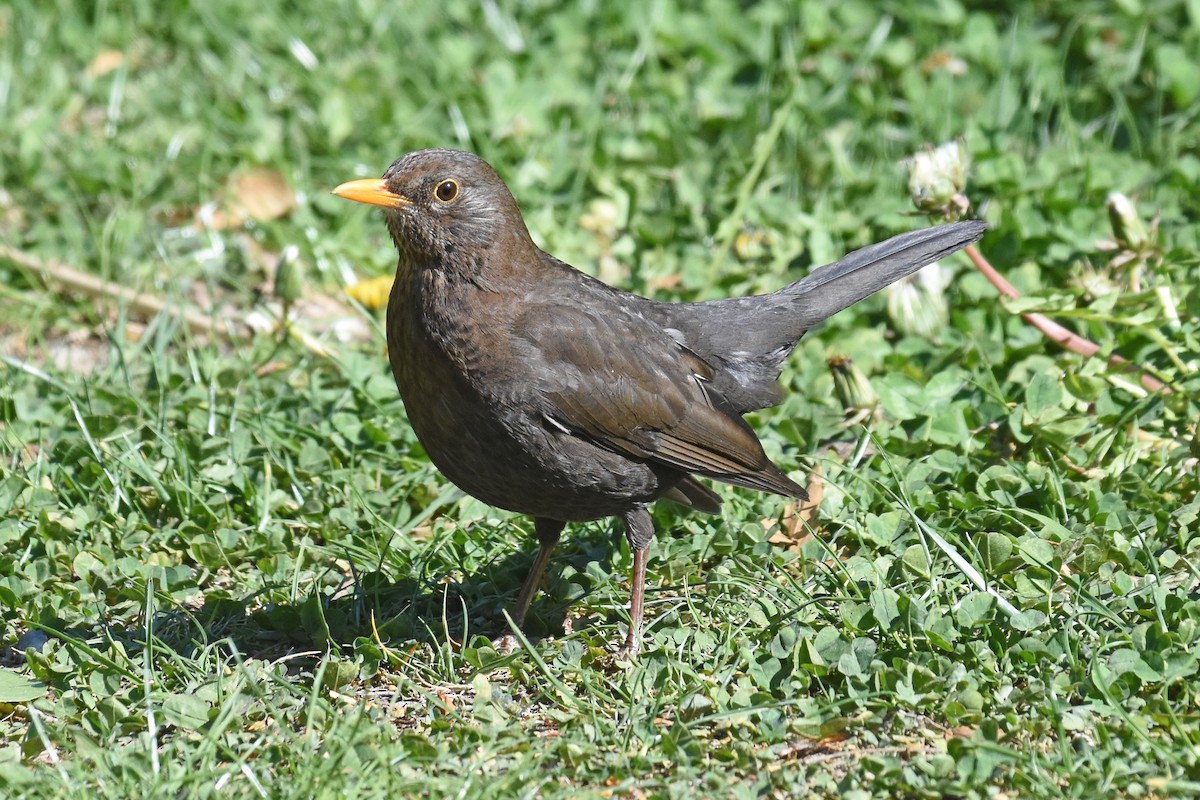 Eurasian Blackbird - ML657082848