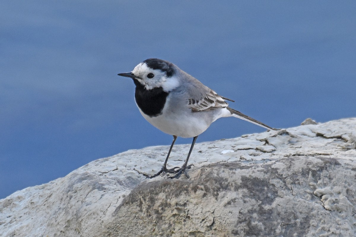 White Wagtail - ML657082866