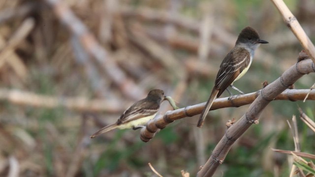 Grenada Flycatcher - ML657082904