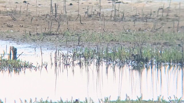 Temminck's Stint - ML657083268