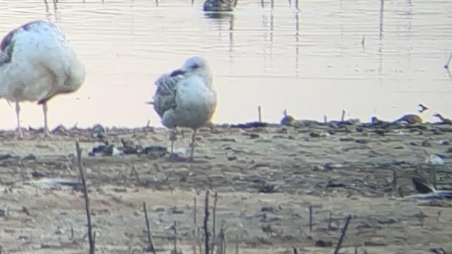 Caspian Gull - ML657083319