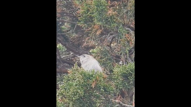 Northern House Wren - ML657083383