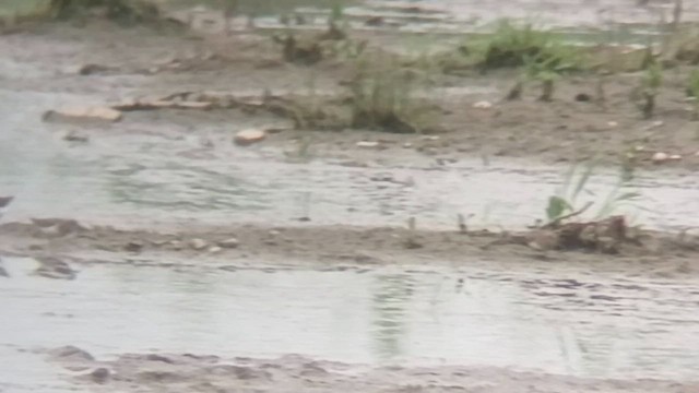Temminck's Stint - ML657083405