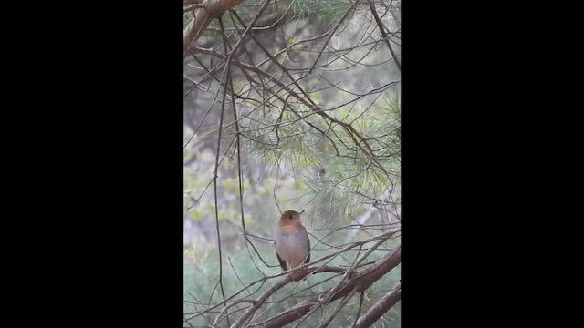 Veery - ML657083546