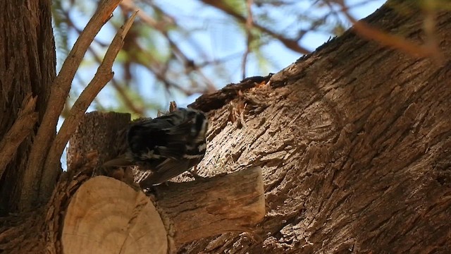 Black-and-white Warbler - ML657083809
