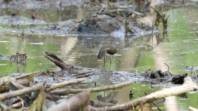 Solitary Sandpiper - ML657083969