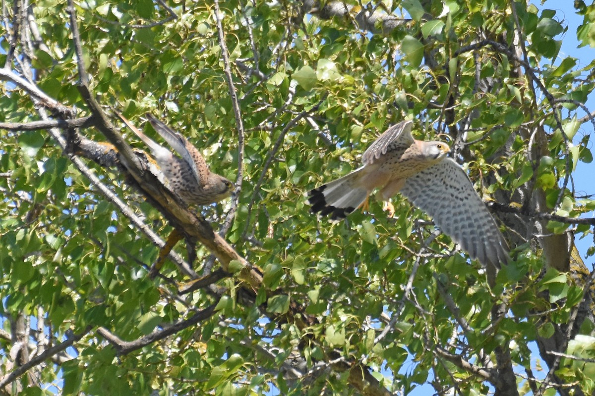 Eurasian Kestrel - ML657084159