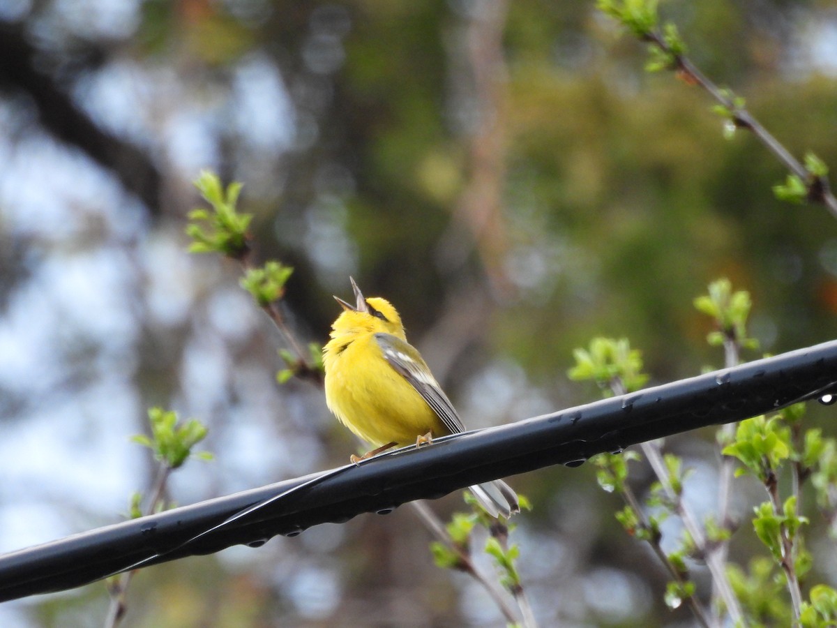 Blue-winged Warbler - ML657084297