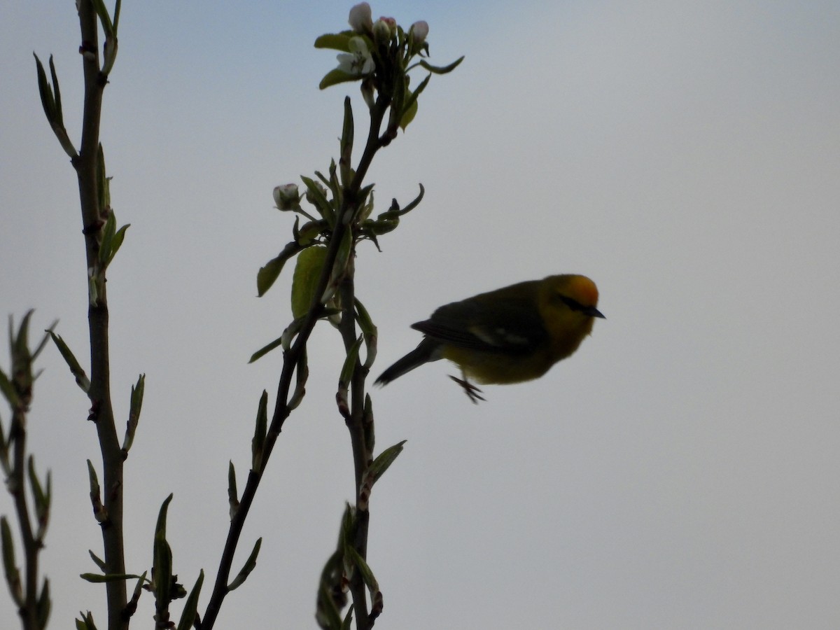 Blue-winged Warbler - ML657084298