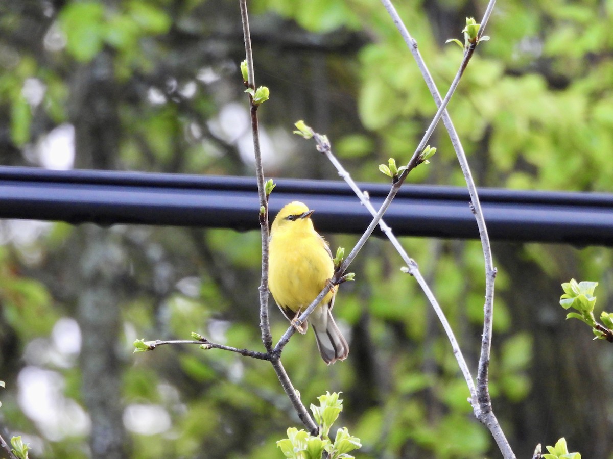 Blue-winged Warbler - ML657084299