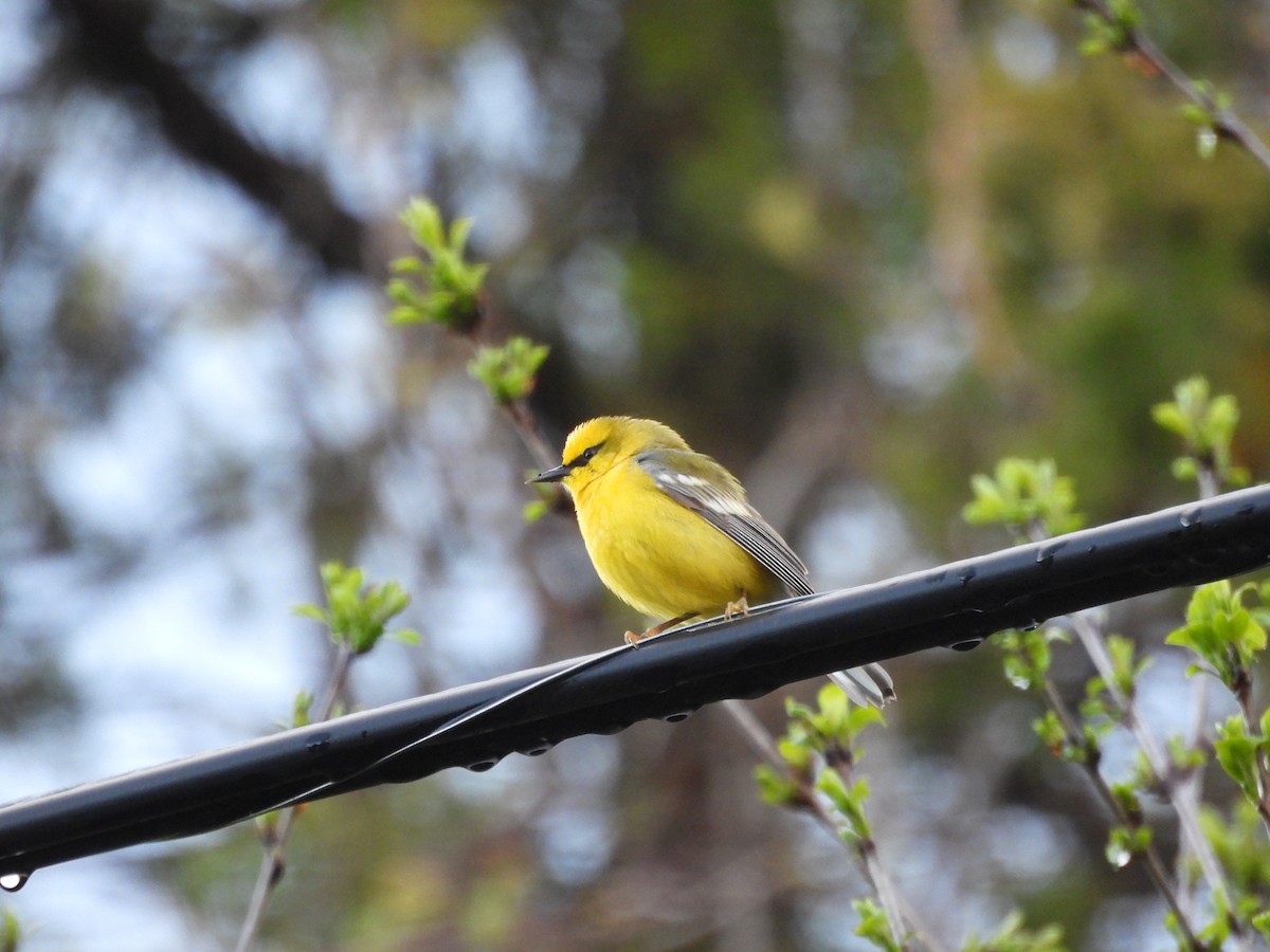 Blue-winged Warbler - ML657084300