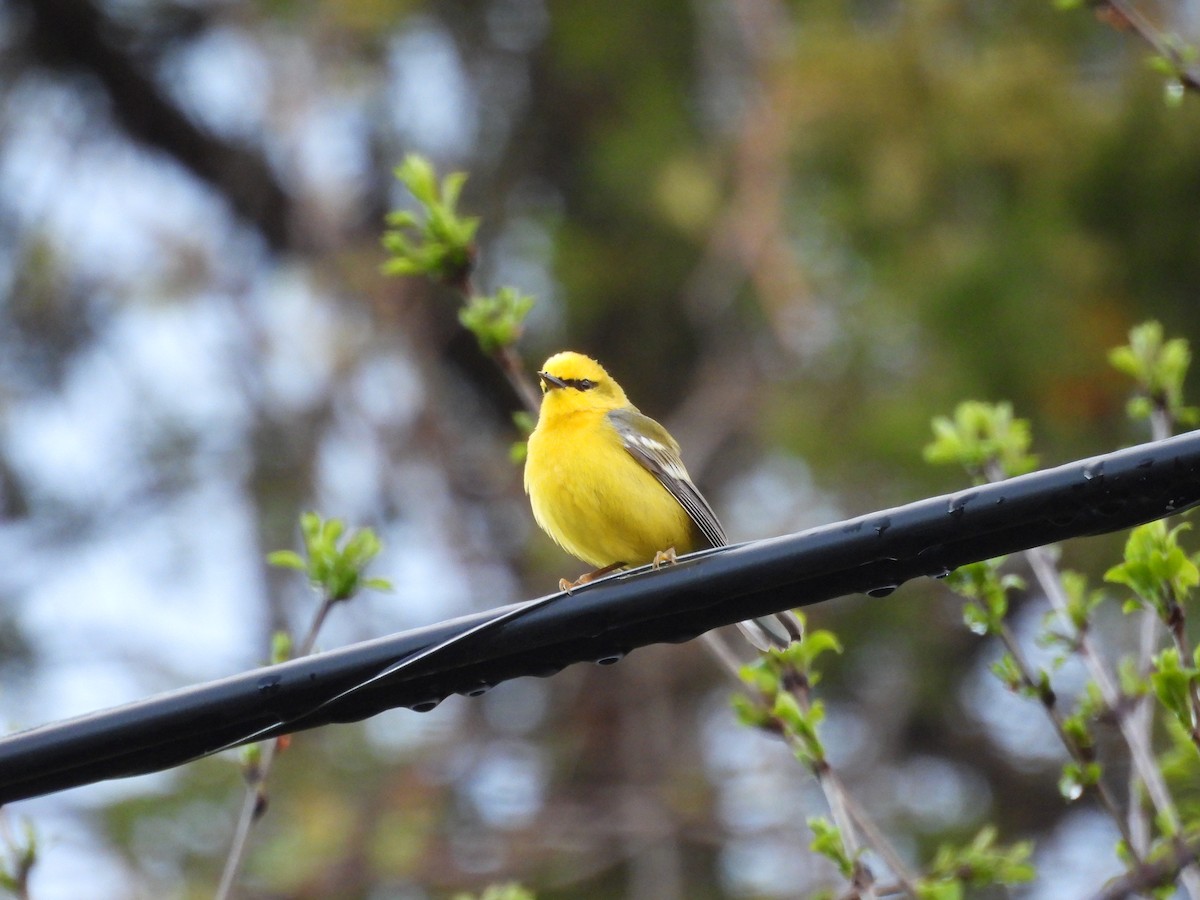 Blue-winged Warbler - ML657084301