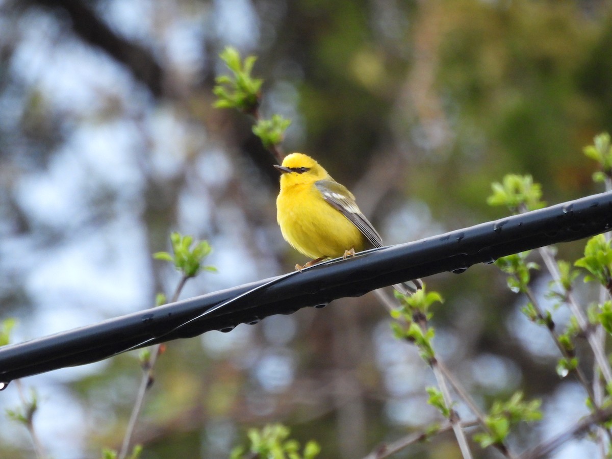 Blue-winged Warbler - ML657084302