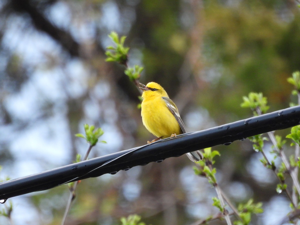Blue-winged Warbler - ML657084303