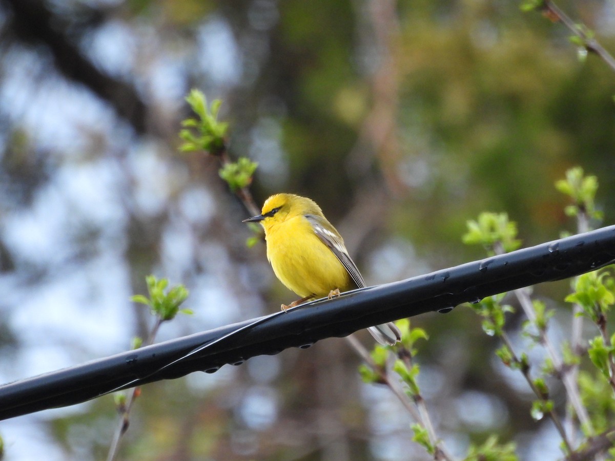 Blue-winged Warbler - ML657084304