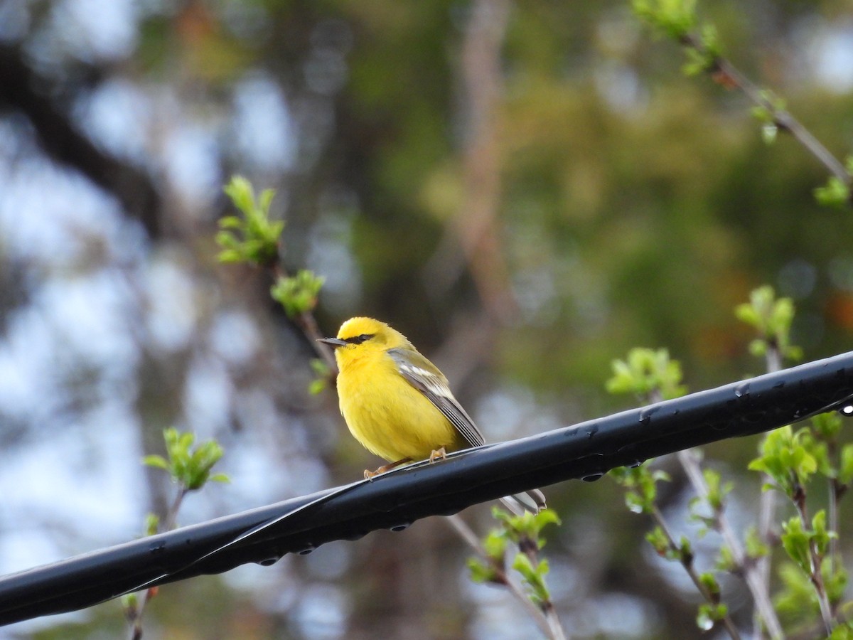 Blue-winged Warbler - ML657084307
