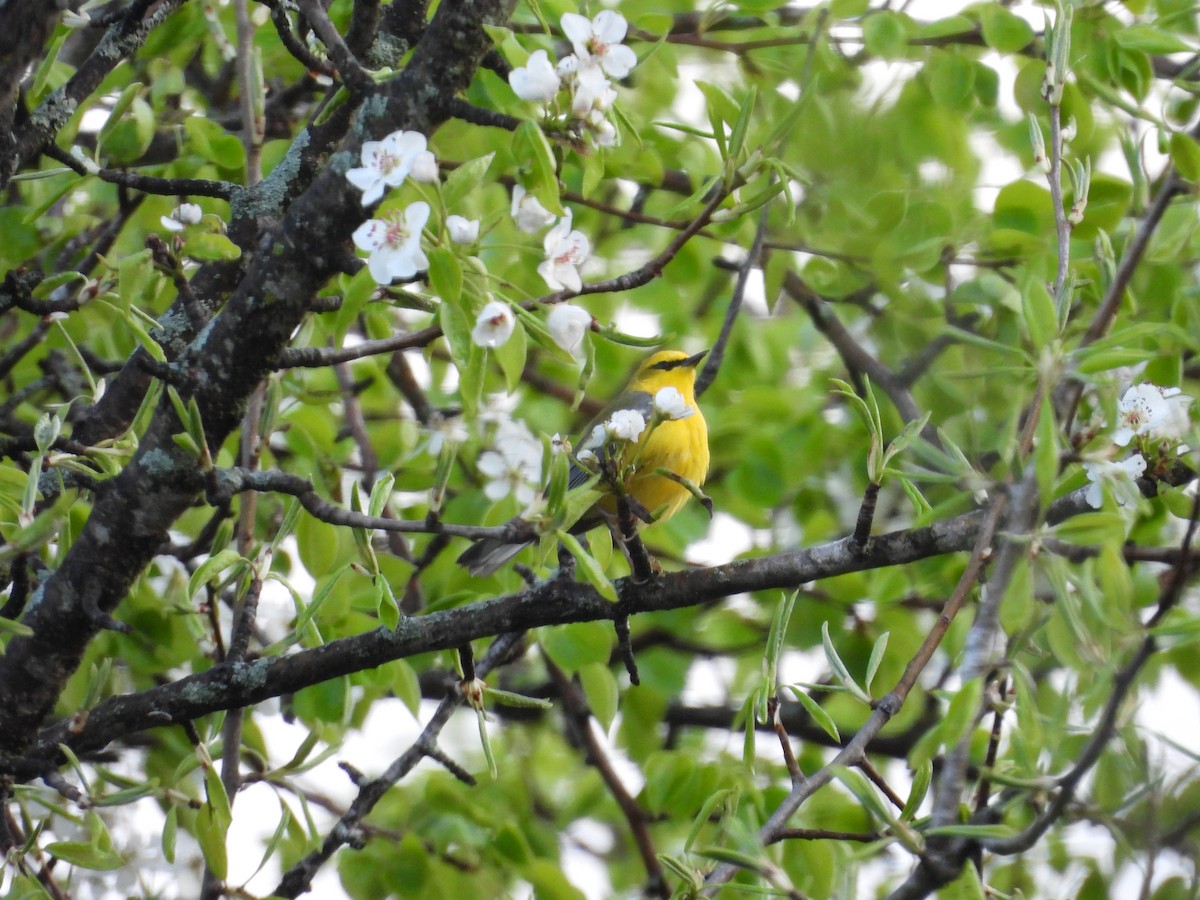 Blue-winged Warbler - ML657084309