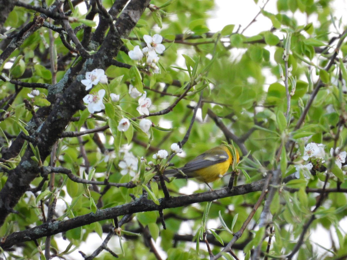 Blue-winged Warbler - ML657084310
