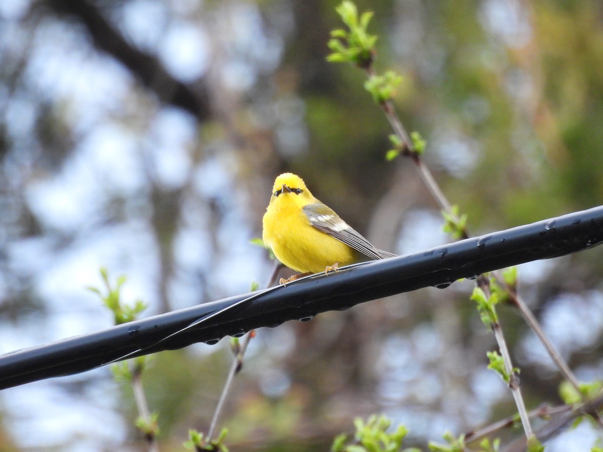 Blue-winged Warbler - ML657084313