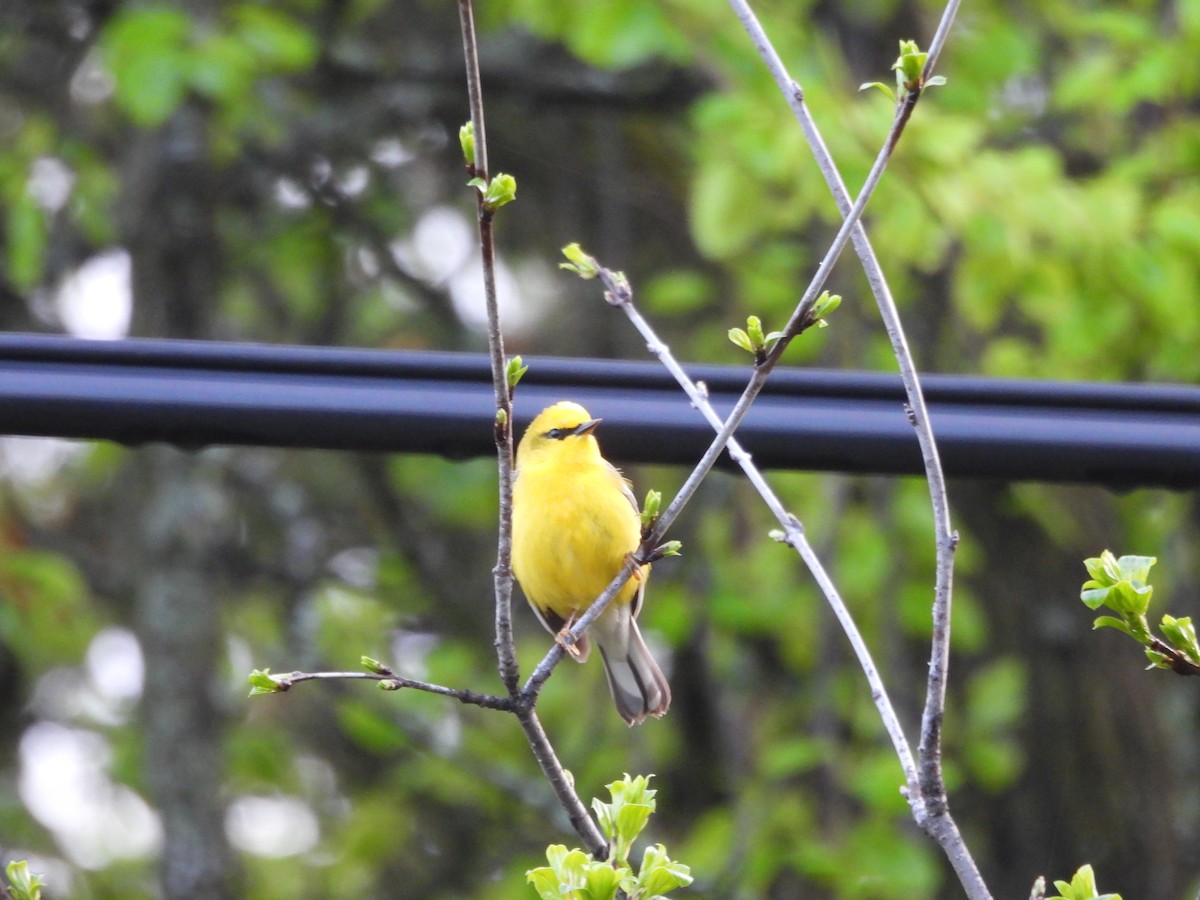 Blue-winged Warbler - ML657084314