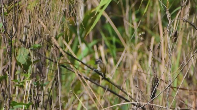 Speckled Piculet - ML657084459