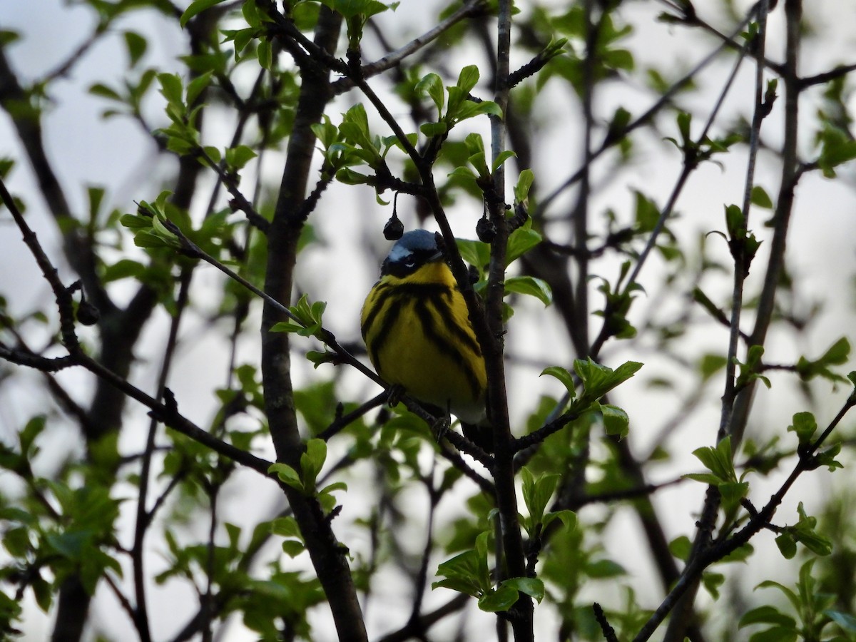 Magnolia Warbler - ML657084629