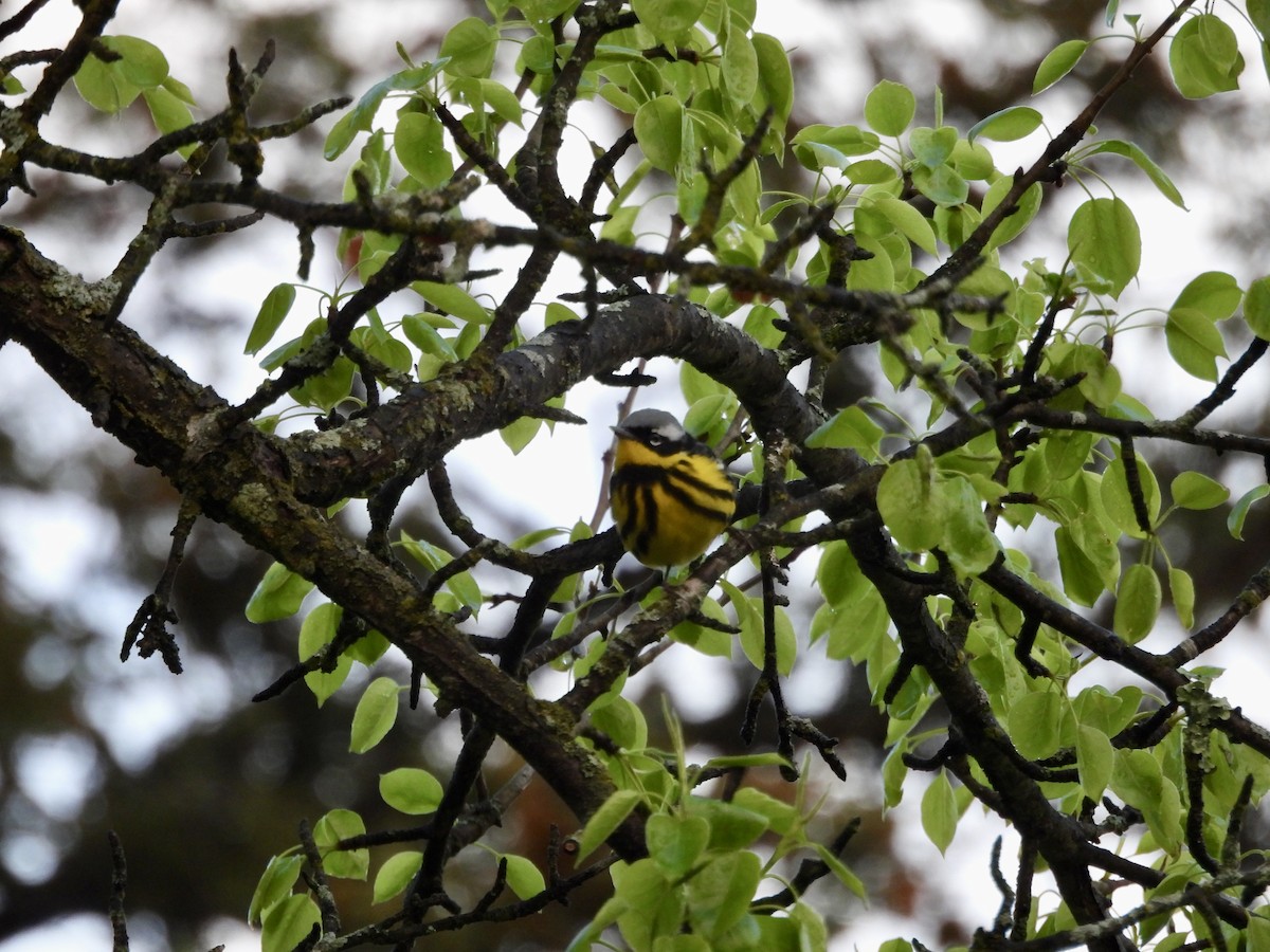 Magnolia Warbler - ML657084630