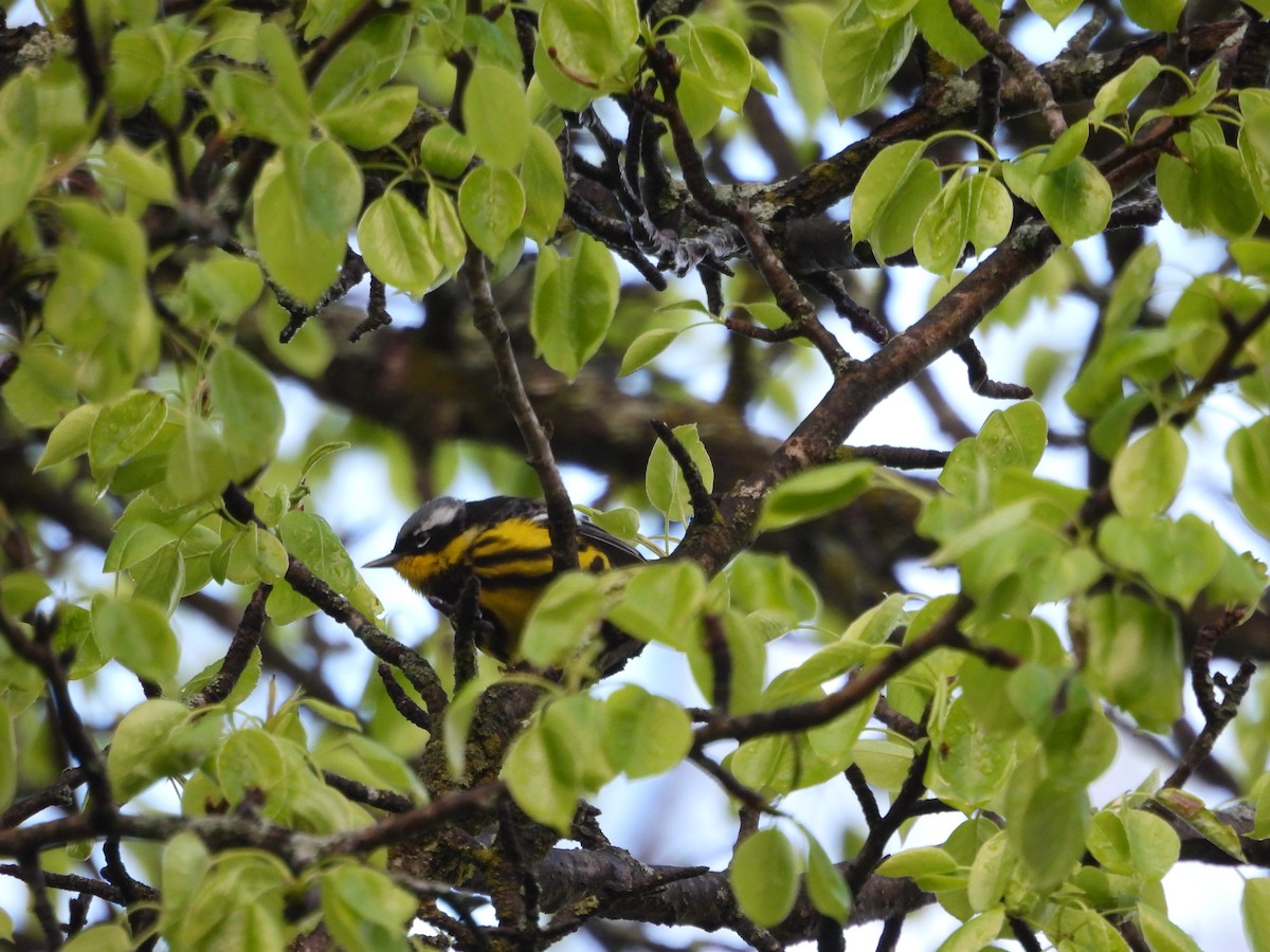 Magnolia Warbler - ML657084631