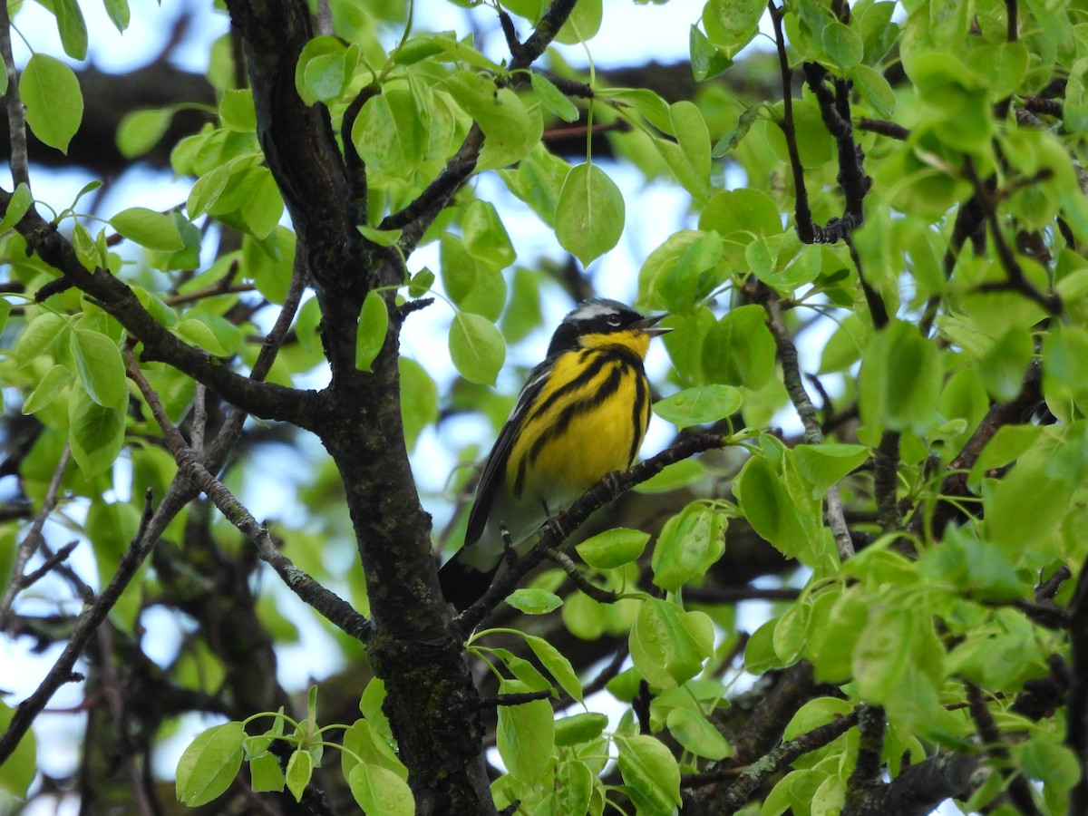 Magnolia Warbler - ML657084632