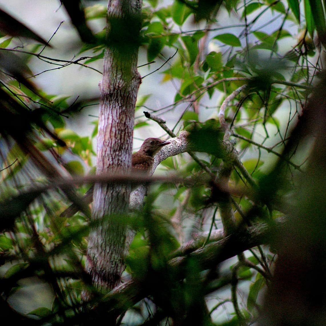 eBird Checklist - 9 May 2026 - Mirador Cristalitos - 1 species