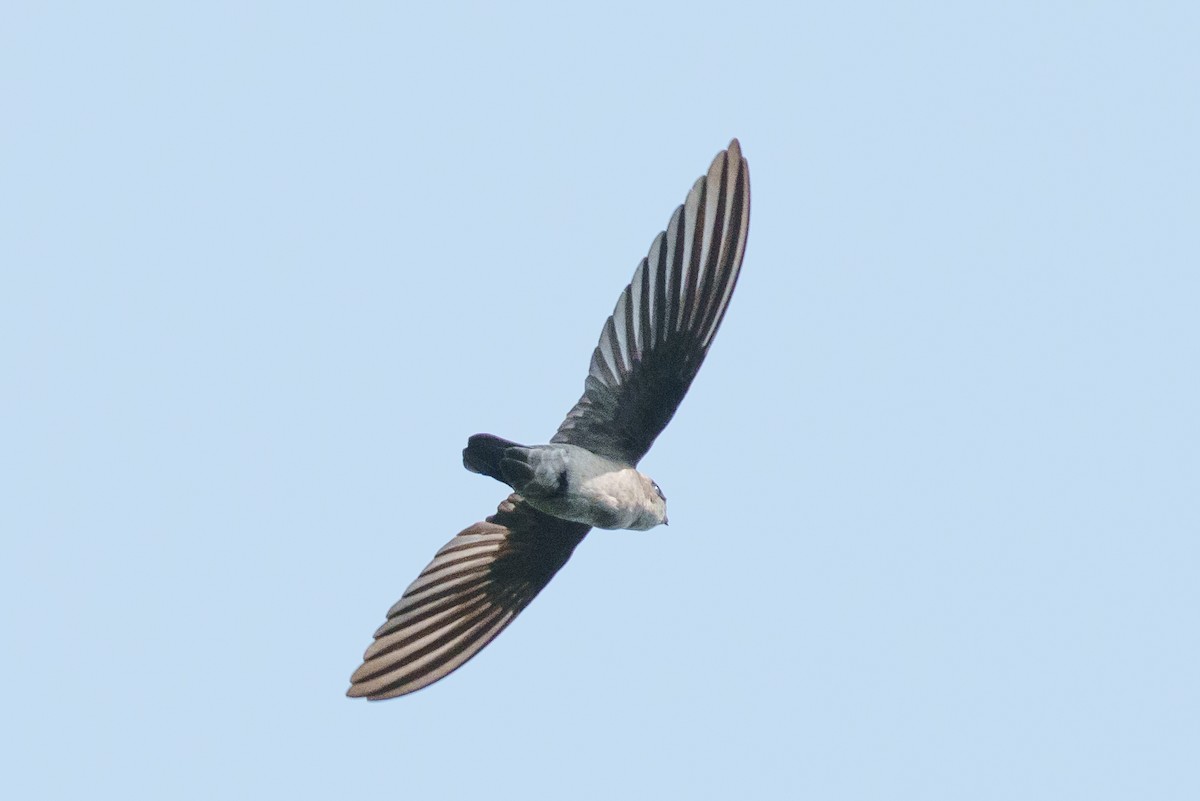 swiftlet sp. - ML657084950