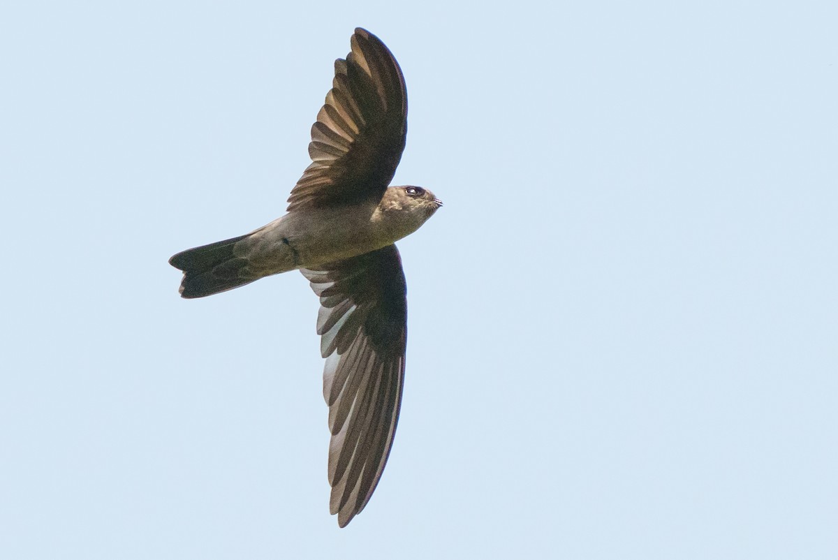 swiftlet sp. - ML657084951