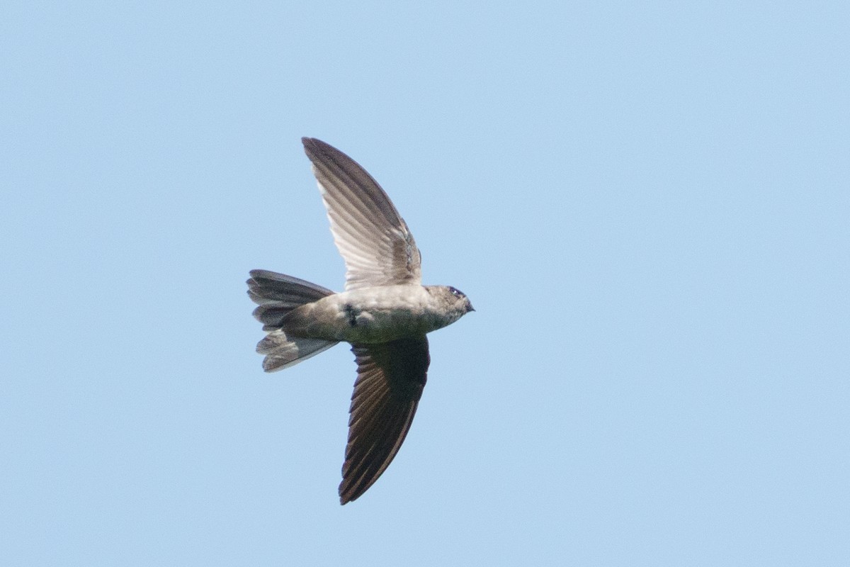 swiftlet sp. - ML657084952