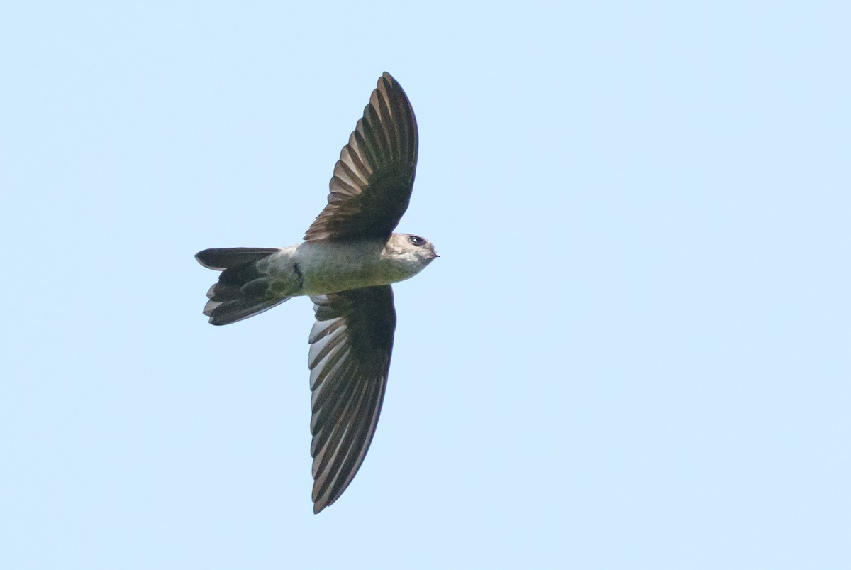 swiftlet sp. - ML657084953
