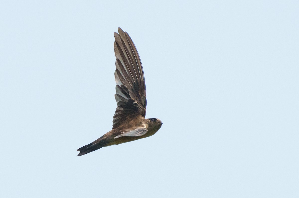 swiftlet sp. - ML657084955