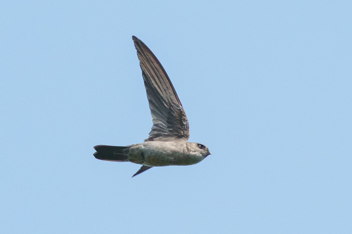 swiftlet sp. - ML657084956