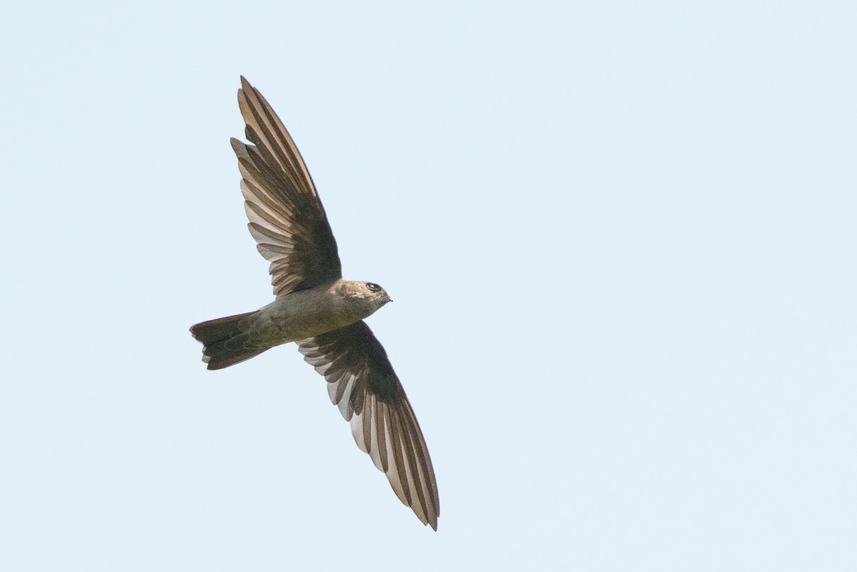 swiftlet sp. - ML657084958