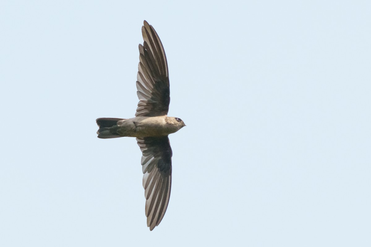 swiftlet sp. - ML657084959