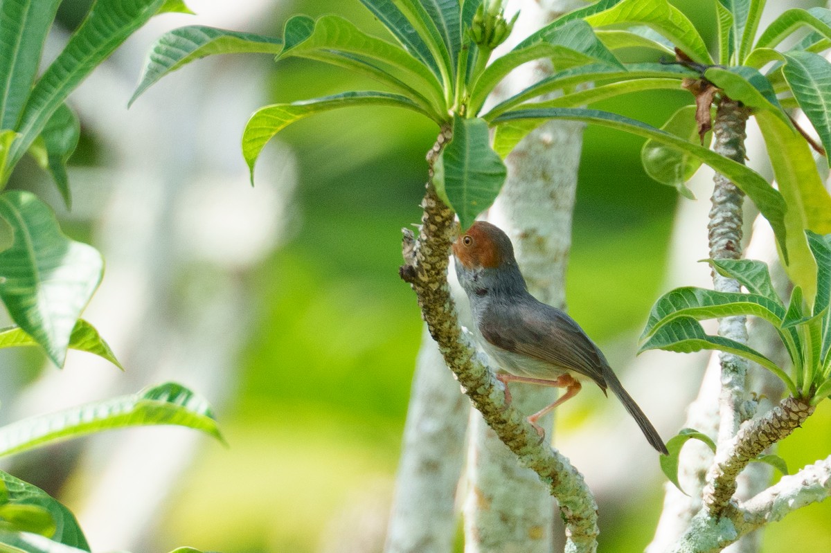 Ashy Tailorbird - ML657085019