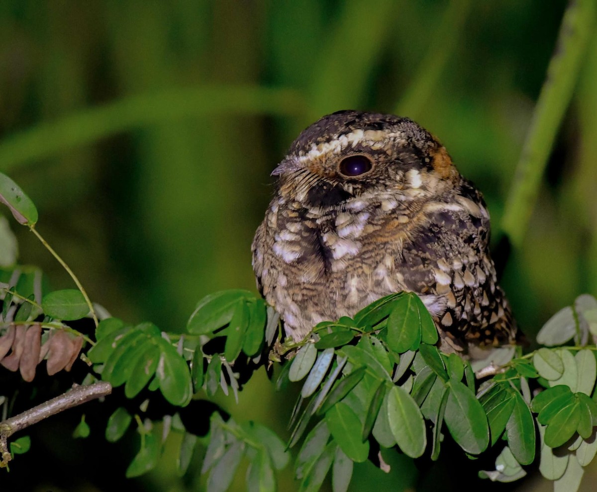 Spot-tailed Nightjar - ML657085041
