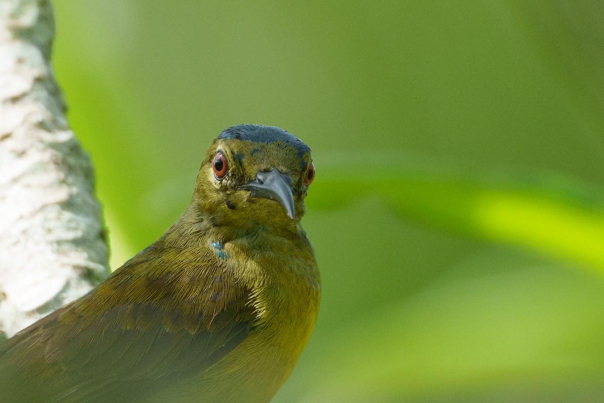 Brown-throated Sunbird - ML657085072