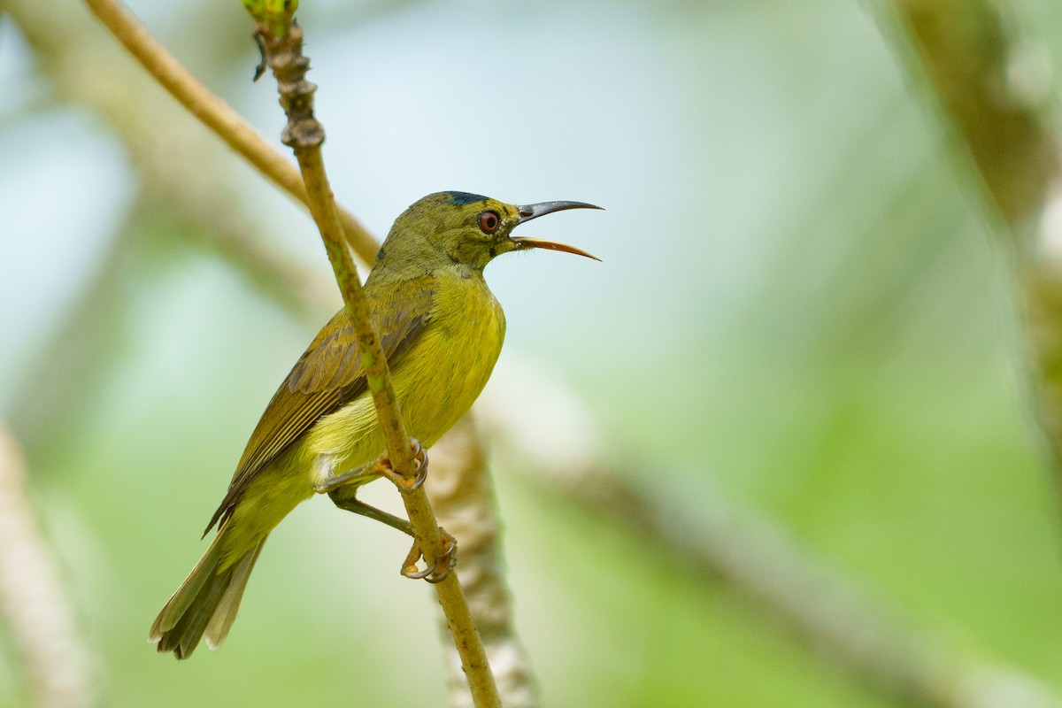 Brown-throated Sunbird - ML657085073