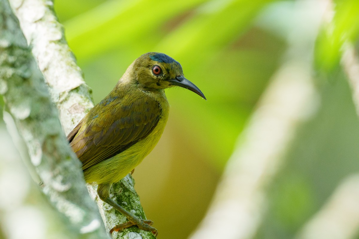 Brown-throated Sunbird - ML657085074