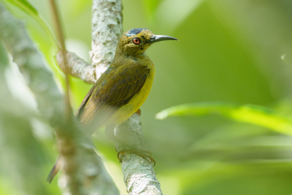 Brown-throated Sunbird - ML657085075