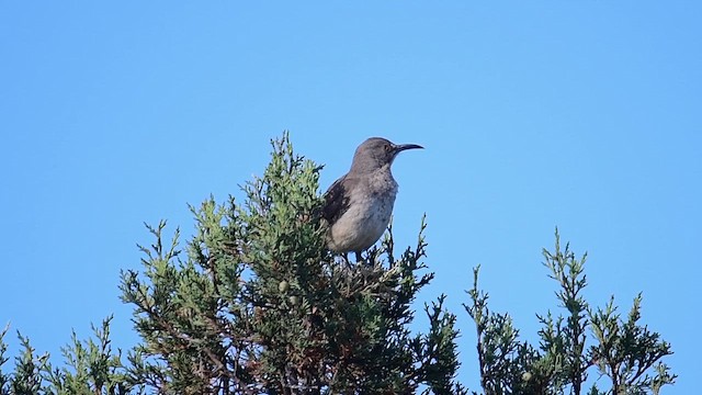 Curve-billed Thrasher - ML657085094